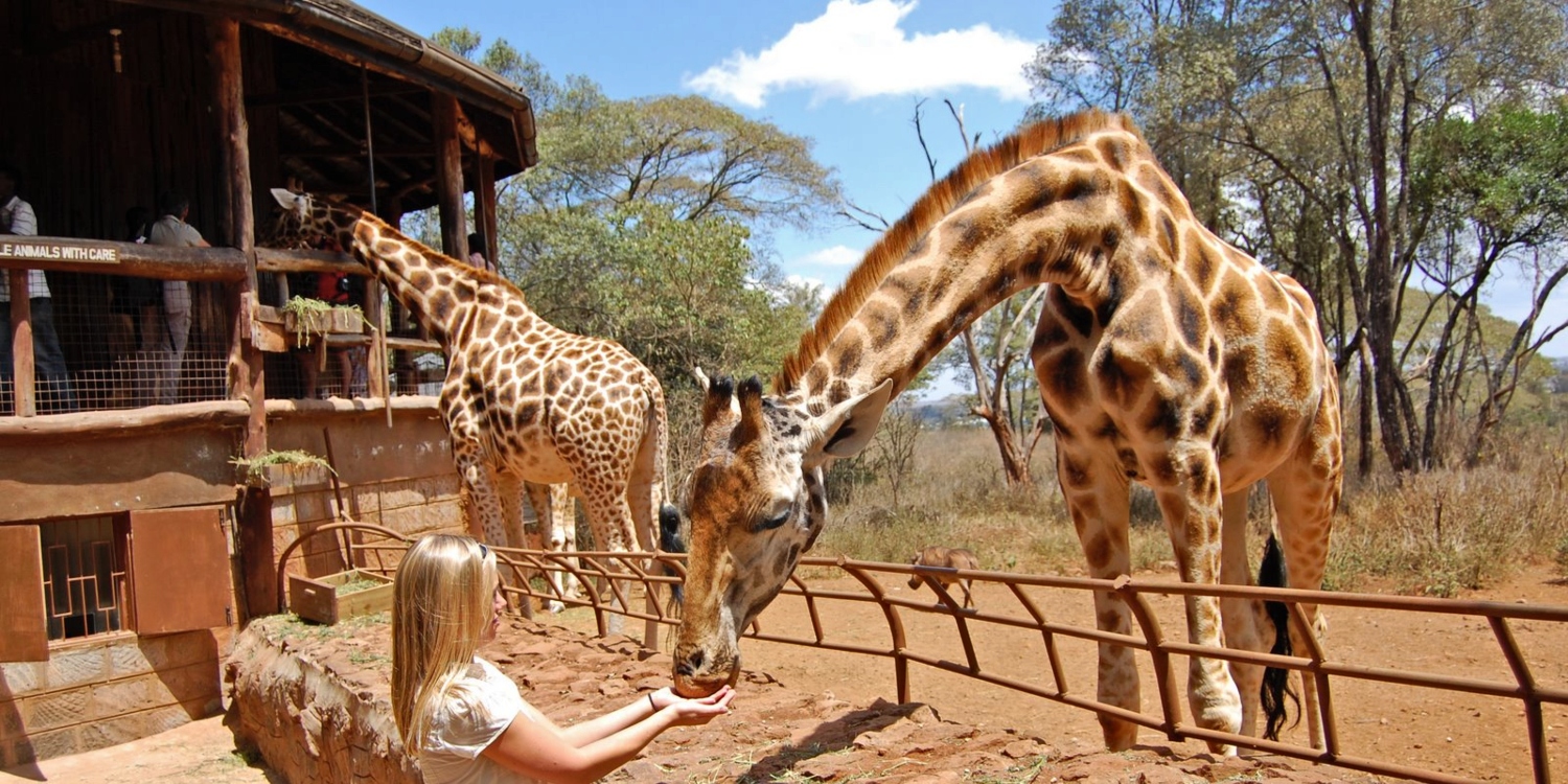 A giraffe being fed