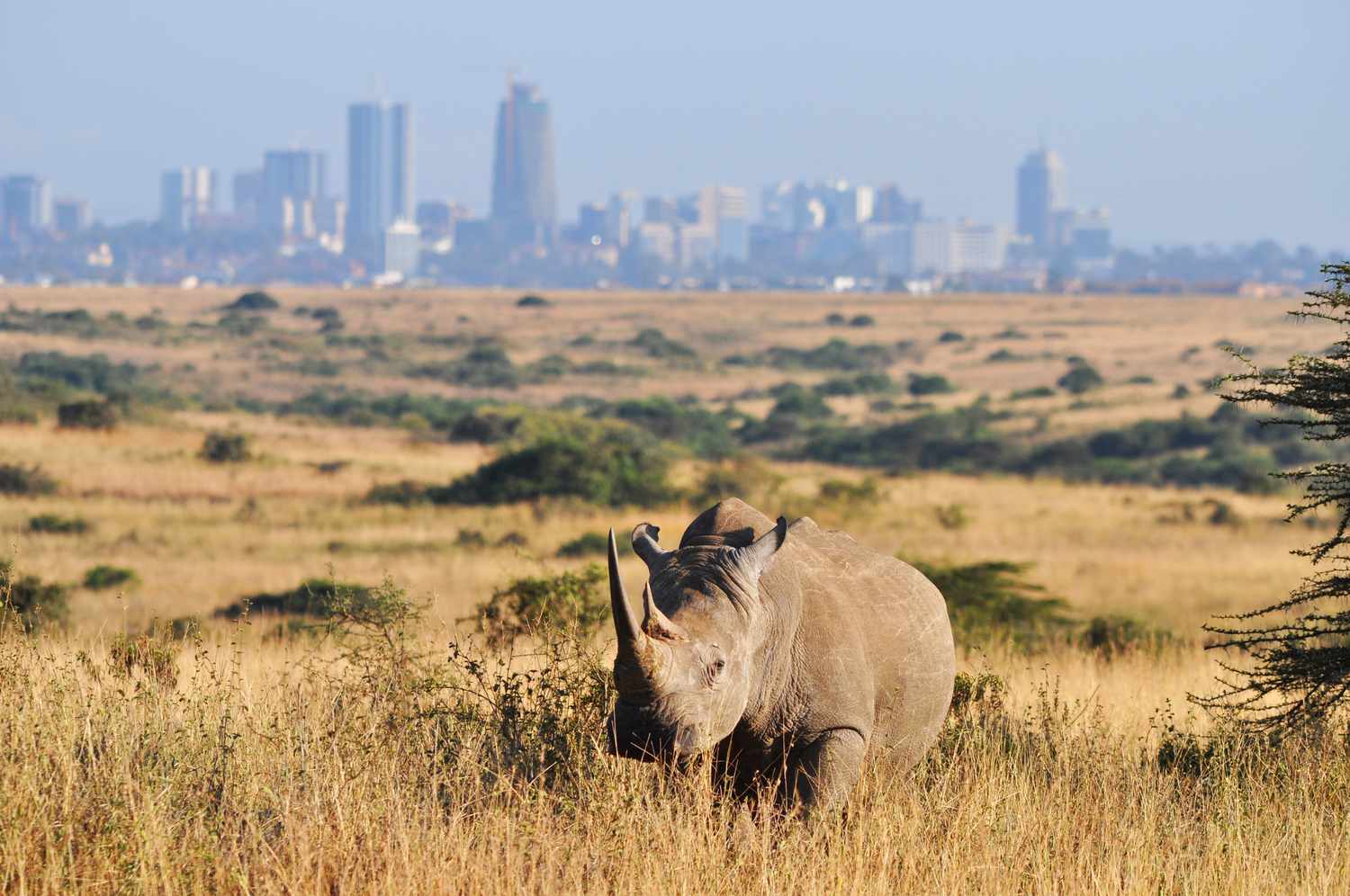 Nairobi National Park