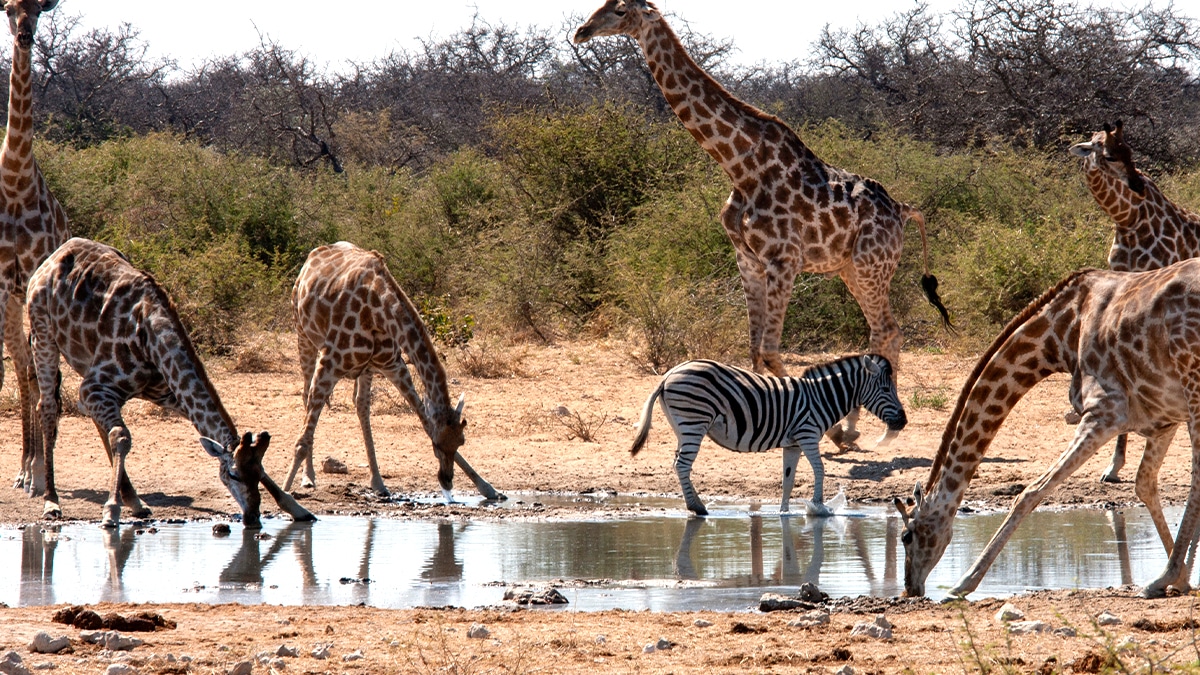 Wildebeest migration crossing a river in the Serengeti